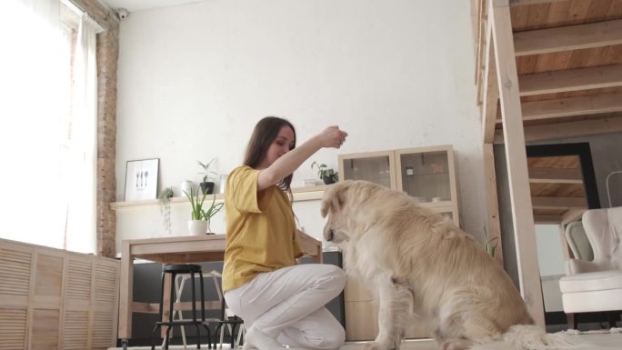 年轻女子和她的纯种拉布拉多猎犬在家里玩得很开心