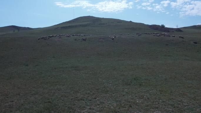 内蒙古，草原羊群