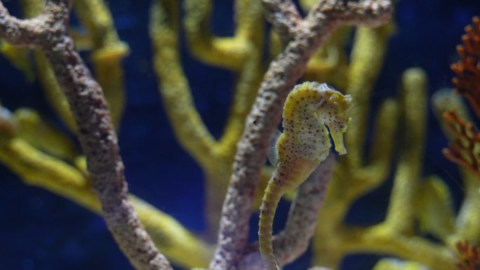 水族馆海马游动