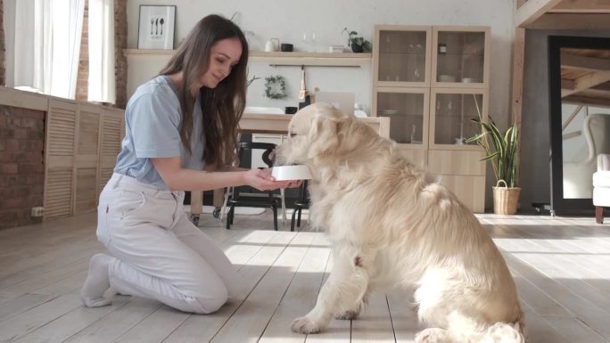 年轻女子和她的纯种拉布拉多猎犬在家里玩得很开心