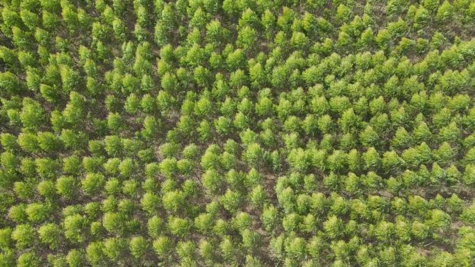 从无人机上鸟瞰桉树种植园缓慢移动的绿色植物。