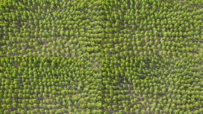从无人机上鸟瞰桉树种植园缓慢移动的绿色植物。