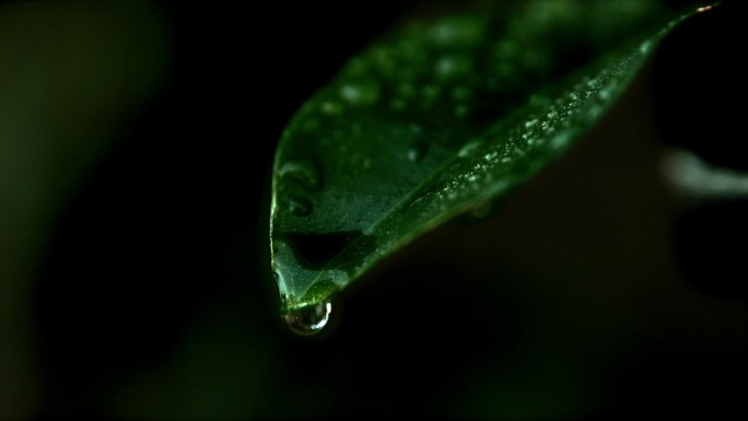 一颗雨滴从一片绿叶上落下