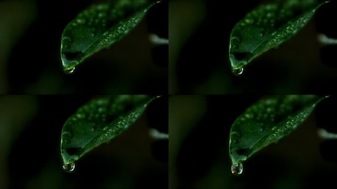 一颗雨滴从一片绿叶上落下