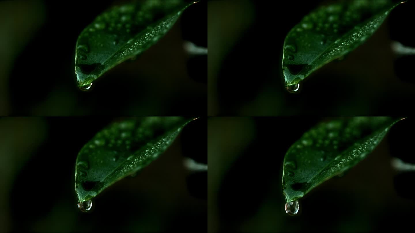 一颗雨滴从一片绿叶上落下