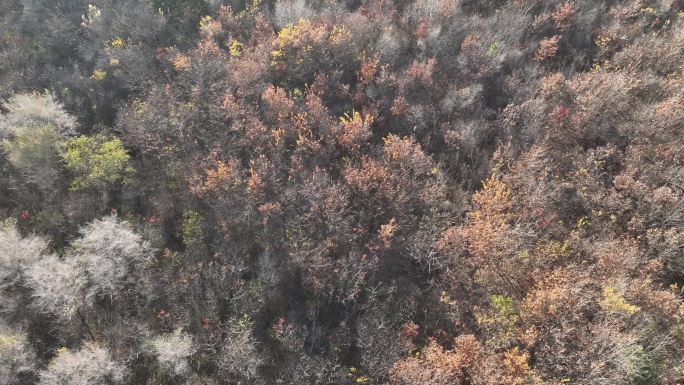 辽宁石洞沟森林公园秋季风光