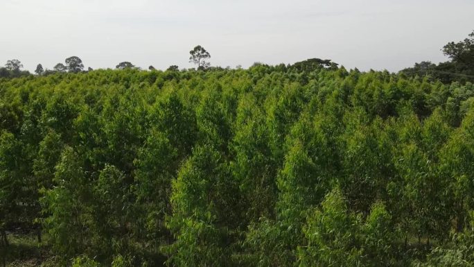 从无人机上鸟瞰桉树种植园缓慢移动的绿色植物。