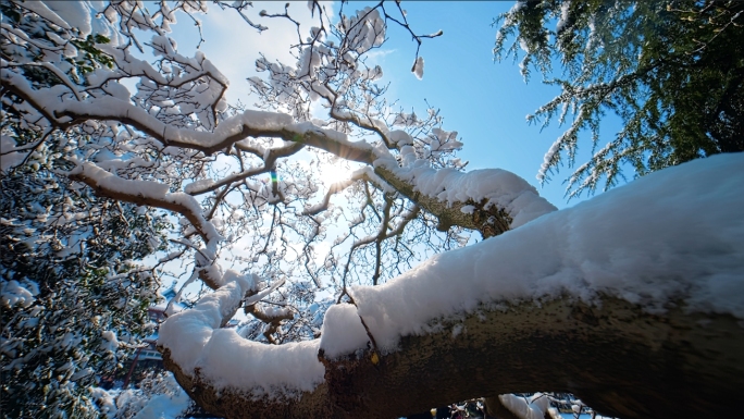 冬天树林雪景雾凇树林冰雪世界实拍