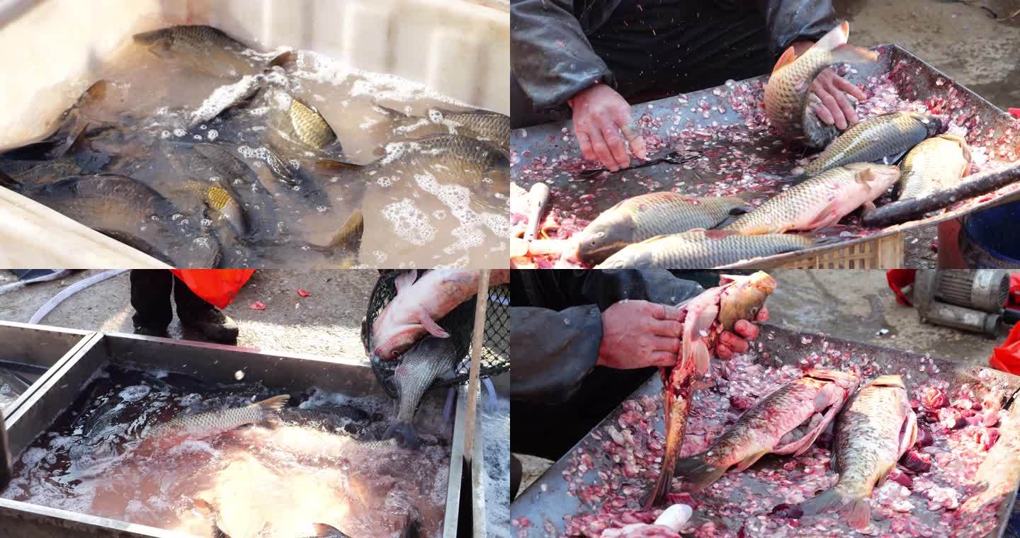 卖鱼 杀鱼 菜市场 水产 鲤鱼 厚子