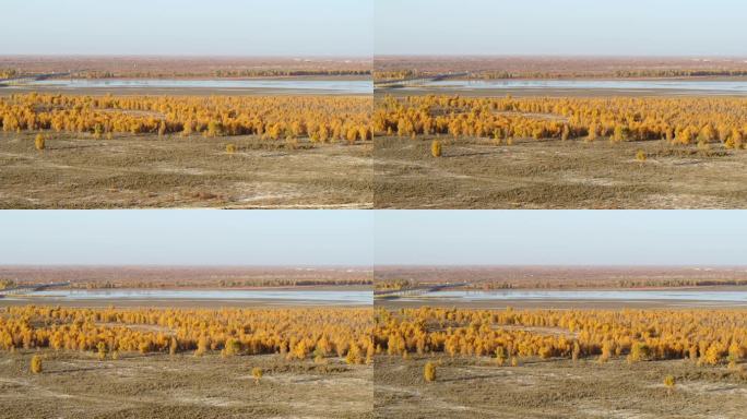 新疆塔里木河秋季金色胡杨林【精品】
