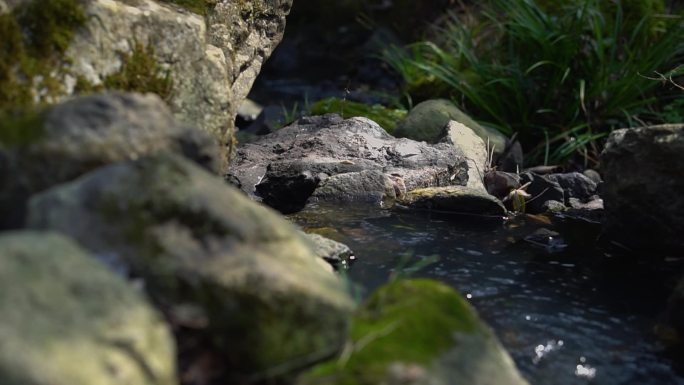 小溪  流水 苔藓 实拍视频  溪流