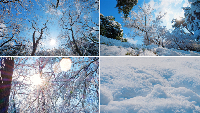 冰雪森林冬天树林雾凇冰花结冰零度