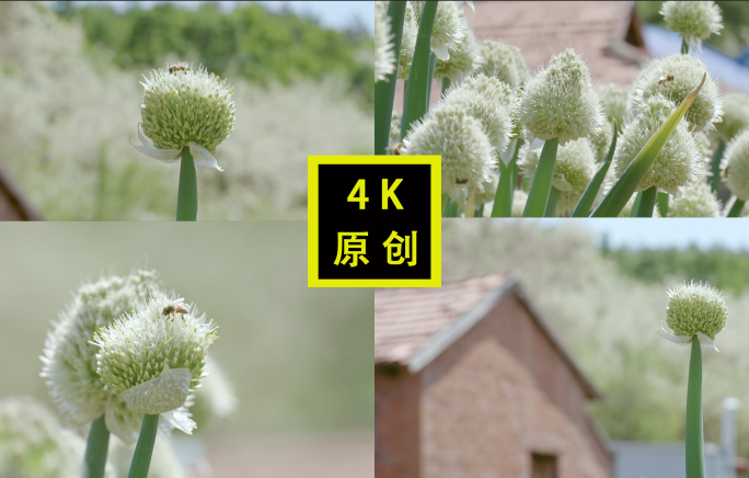 春天葱开花 蜜蜂采蜜