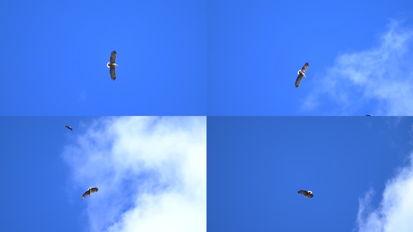 海雕在天空飞翔的升格视频