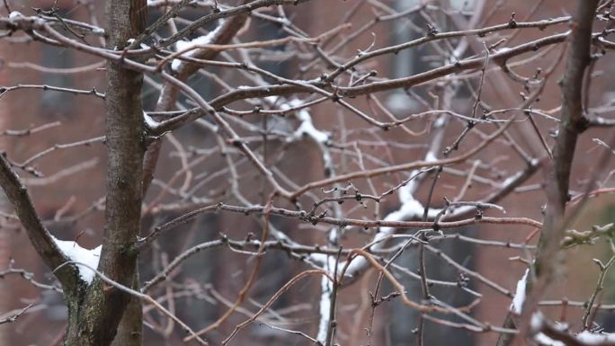 雪落在城市街道上的树枝上，背景是公寓楼的窗户(城市中的雪)