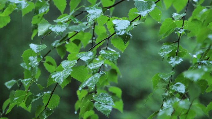 夏雨在森林里