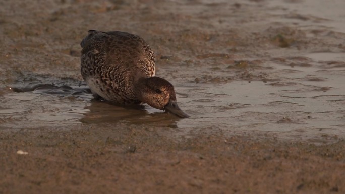 在泥滩上觅食的雌性欧亚绿叶鸭(绿叶鸭)