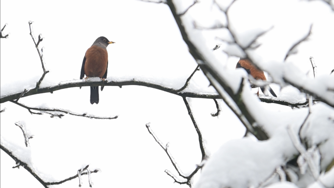 下雪天树枝上的灰头鸫鸟