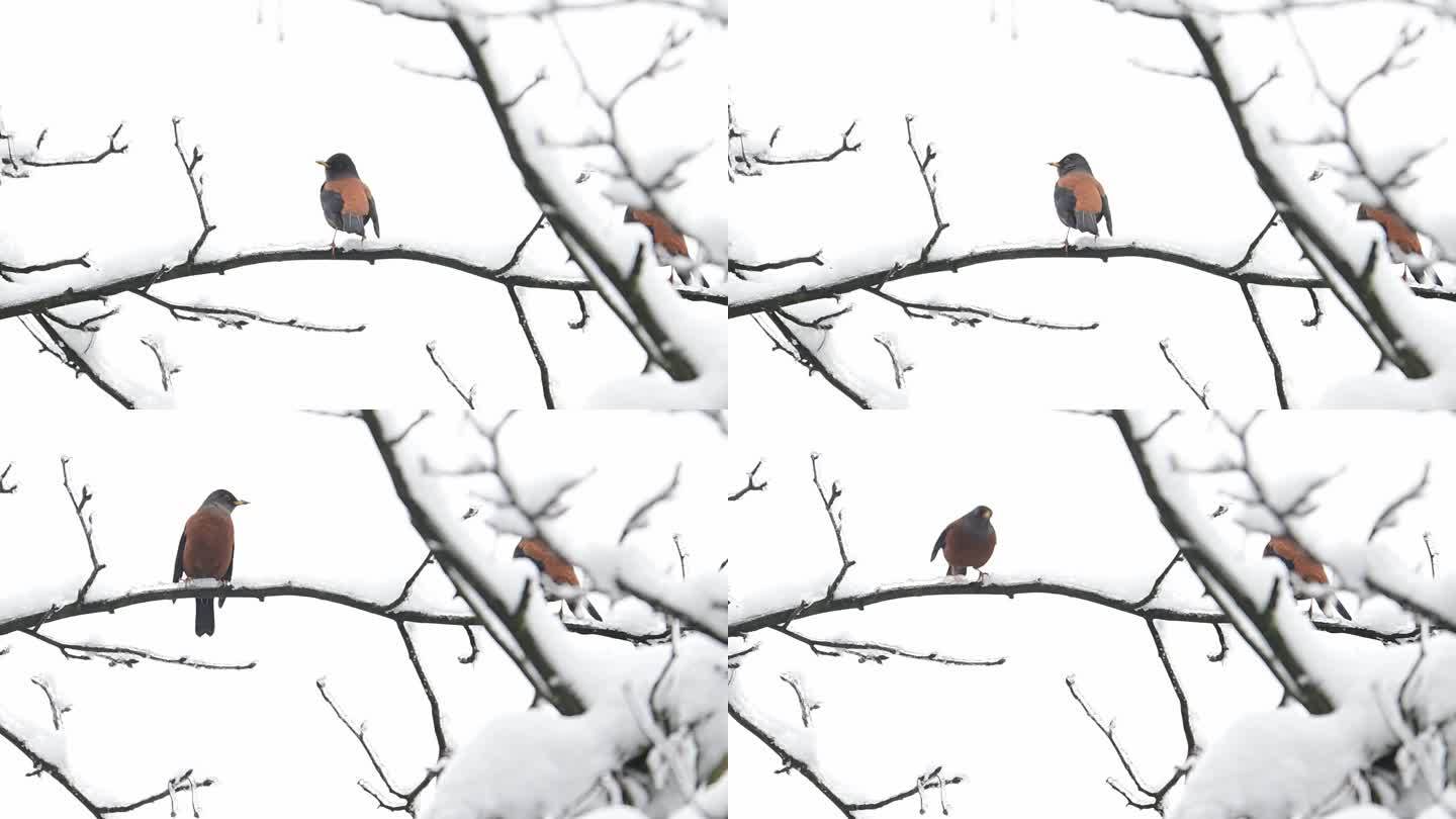 下雪天树枝上的灰头鸫鸟