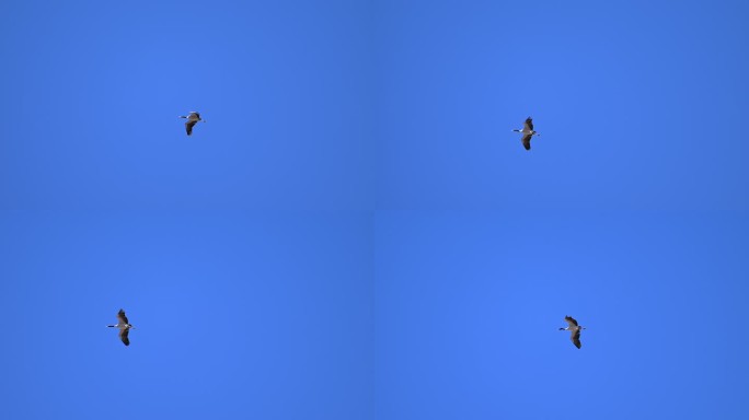 黑颈鹤在蓝天飞翔的升格视频