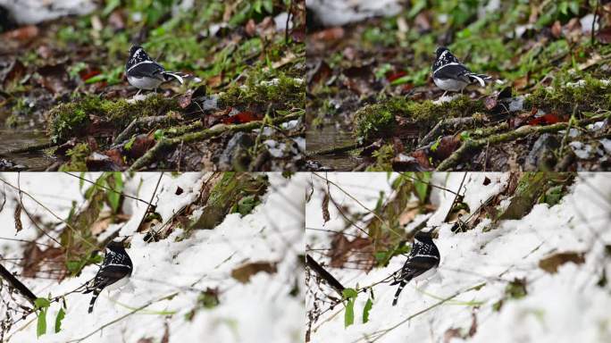 雪地上觅食的斑背燕尾鸟