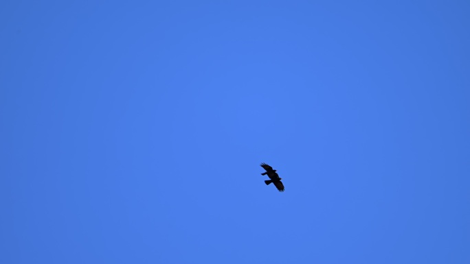 山鸦在空中飞翔的升格视频