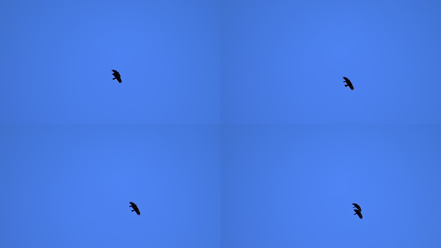 山鸦在空中飞翔的升格视频