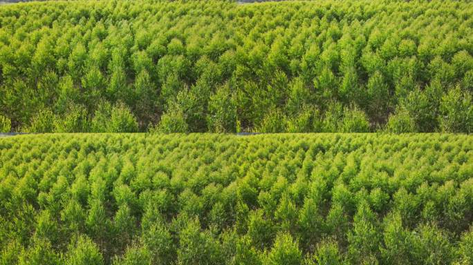 从无人机上鸟瞰桉树种植园缓慢移动的绿色植物。