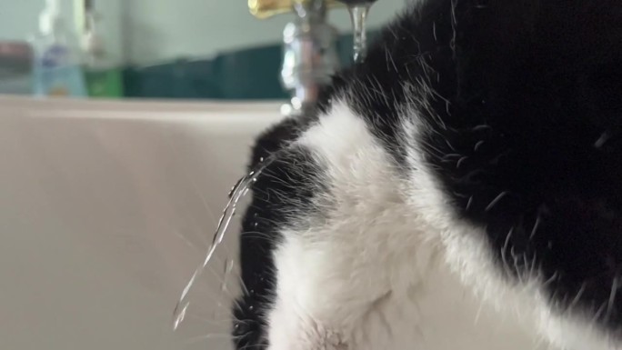 穿着燕尾服的猫咪从水龙头里喝水，慢动作