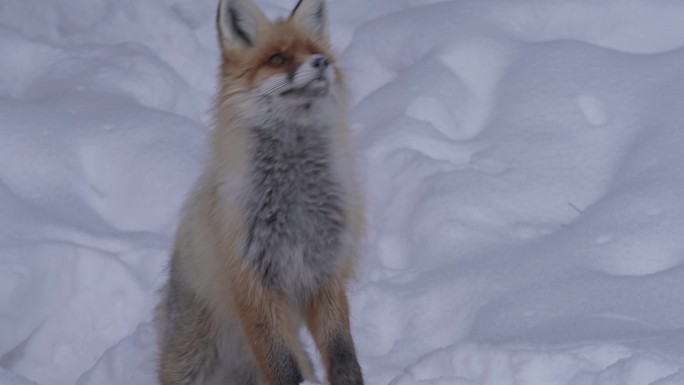 新疆喀纳斯雪地里的狐狸合集