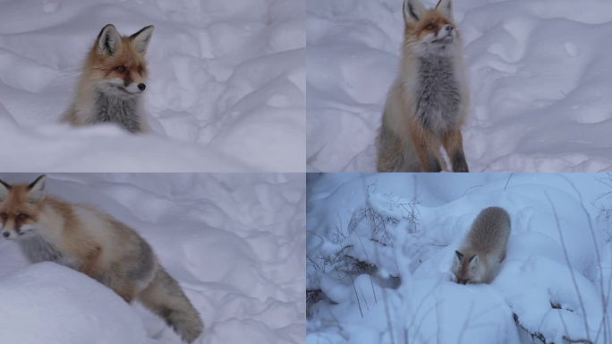 新疆喀纳斯雪地里的狐狸合集