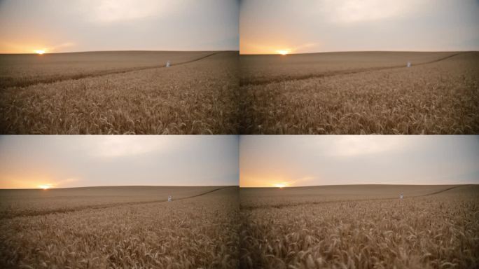 日落时分，一个女人在广阔的麦田里遥望天空
