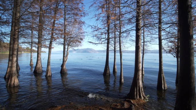 秋天阳光明媚大理洱海边红色水生杉树宣传片