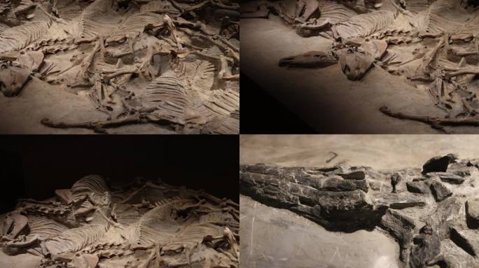 原始动物尸骨遗骸 中生代动物 猛犸象