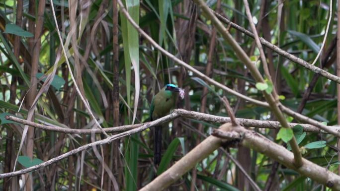 安第斯土莫特或高地土莫特，Momotus aequatorialis，彩色近雀形鸟，坐在哥伦比亚花园