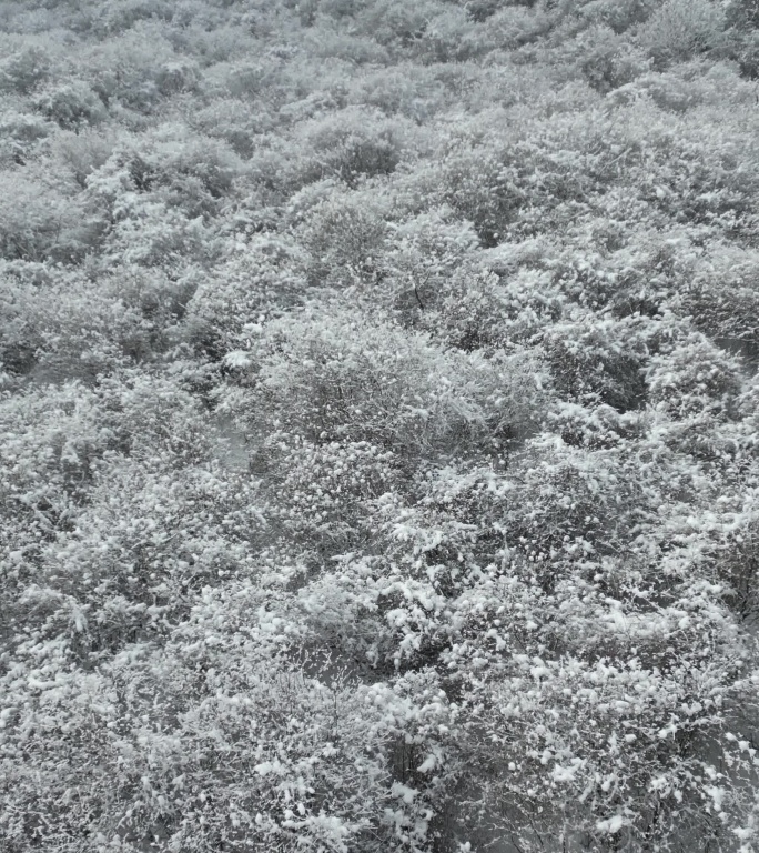 四川阿坝茂县太子岭滑雪场风景竖屏航拍