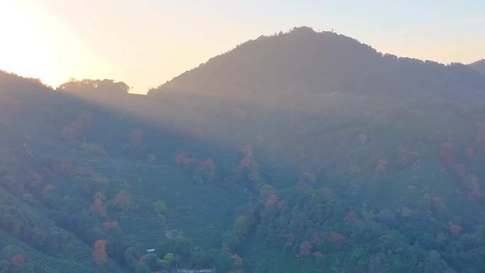 唯美杭州西湖龙井茶文化景区航拍茶园地茶叶