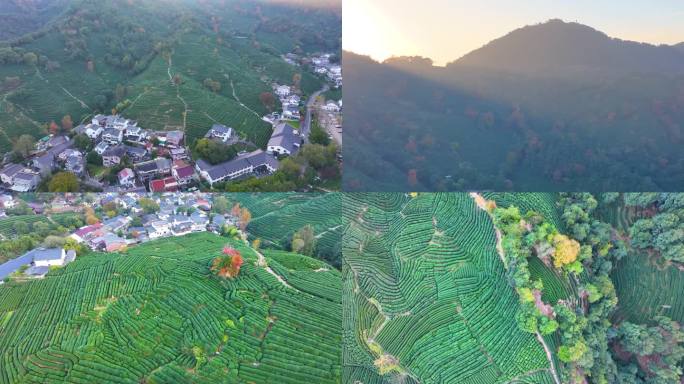 唯美杭州西湖龙井茶文化景区航拍茶园地茶叶