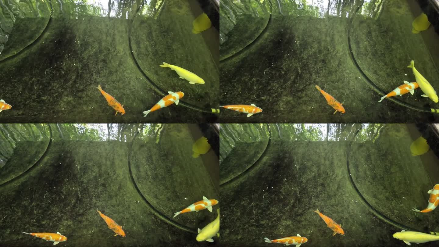 植物园的观赏水池。四条金鱼在池子里。