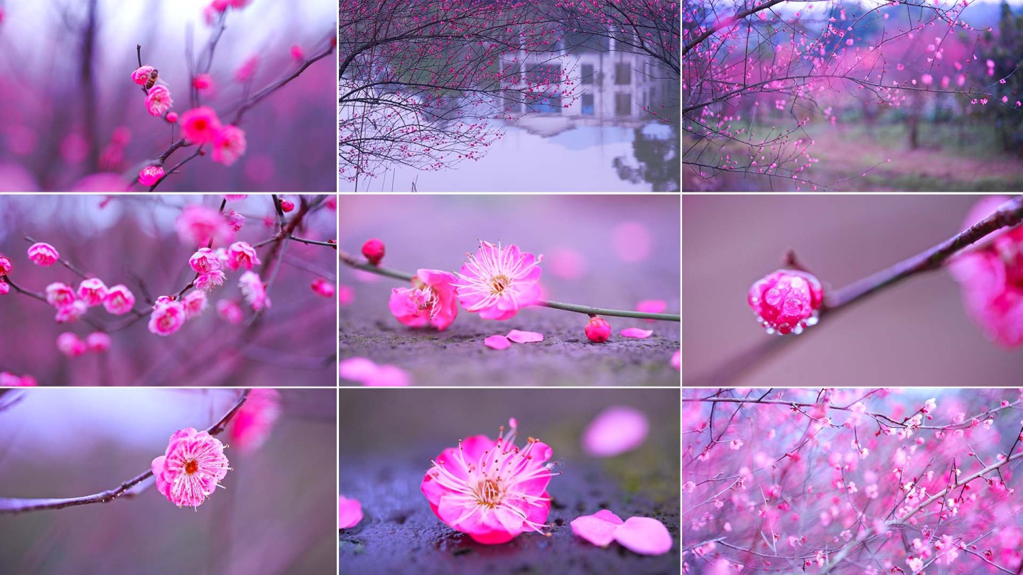 梅花红梅花朵梅花花花开梅花特写梅花开放