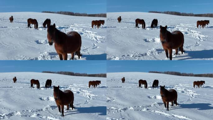 冬季自由放养在山野雪地上的马群