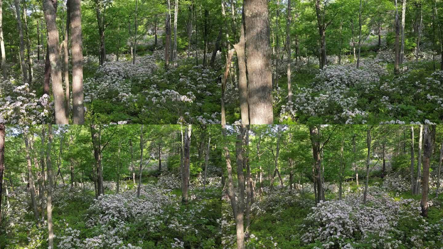 宾夕法尼亚州Quehanna荒野中的山月桂花