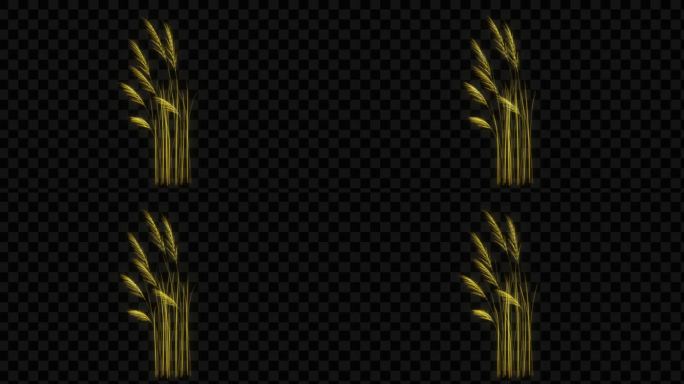 金色水晶发光芦苇生长动画-带透明通道