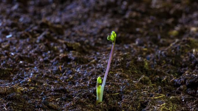 东北野生植物猫爪草生长延时摄影