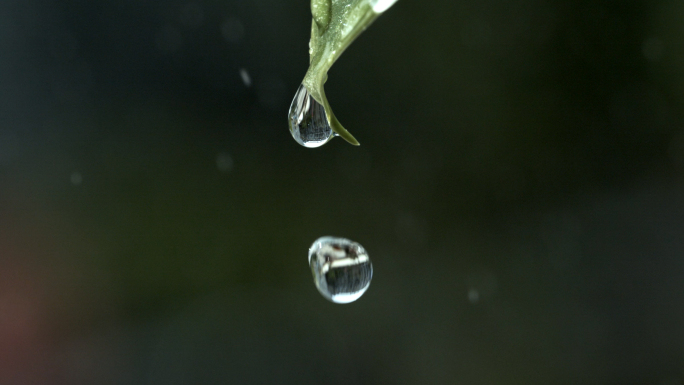 4K 植物水滴 雨滴降落 微距超级慢动作