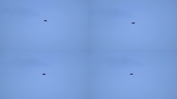 鹰漂浮在天空寻找食物