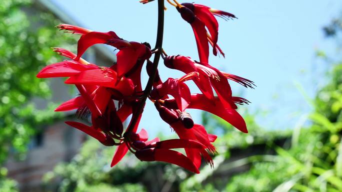 龙牙花牙花花朵花象牙红龙芽花