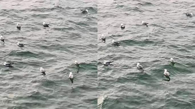 空镜 海面漂浮的海鸥