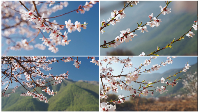 春暖花开桃花盛开