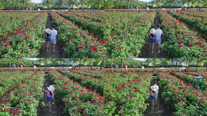海南三亚博后村玫瑰谷的游玩拍照恩爱情侣